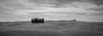 Toscane monochrome au format 6x17, Cipressi di San Quirico d'Orcia II