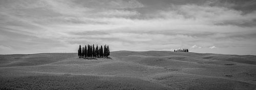 Monochrome Tuscany in 6x17 format, Cipressi di San Quirico d'Orcia II