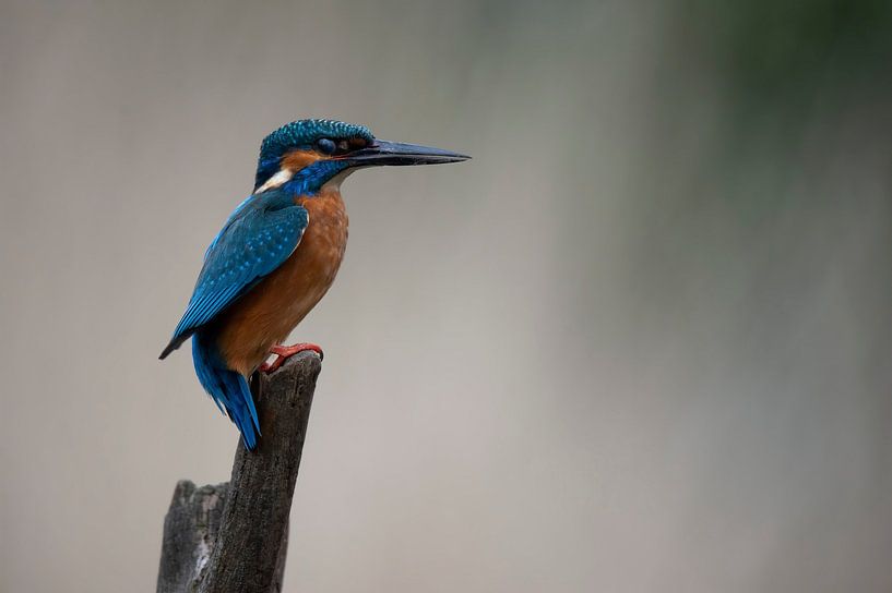 Kingfisher by Isabel Alba Gonzalez