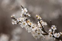 Weiße Schlehdornblüte.