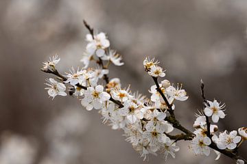 Fleur blanche de prunellier. sur Janny Beimers