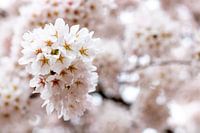 Fleurir dans la forêt d'Amsterdam