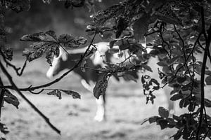 trouver la vache