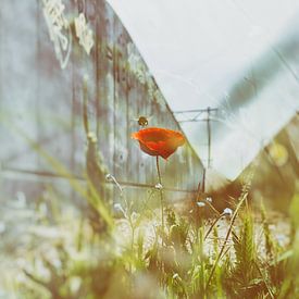 Nectar Moment by karin van Bylevelt