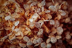 Hortensia sur Rob Boon