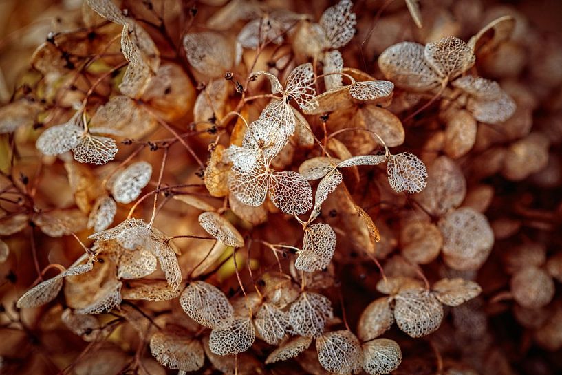 Hydrangea by Rob Boon