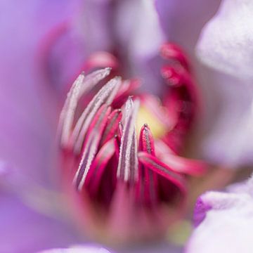 Clematis bright van Mario de Lijser