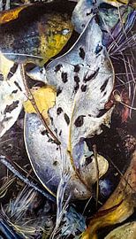 Grey tinted leaf
