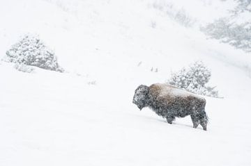 Bison ( Bison bison ) défie le dur hiver avec des chutes de neige, Yellowstone NP, Wyoming, USA. sur wunderbare Erde