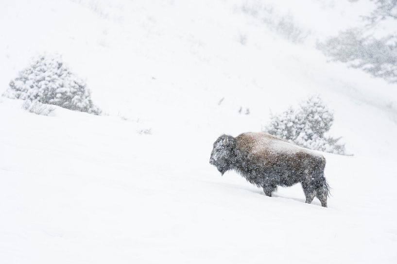 Bison ( Bison bison ) trotzt bei Schneefall dem  harten Winter, Yellowstone NP, Wyoming, USA. von wunderbare Erde