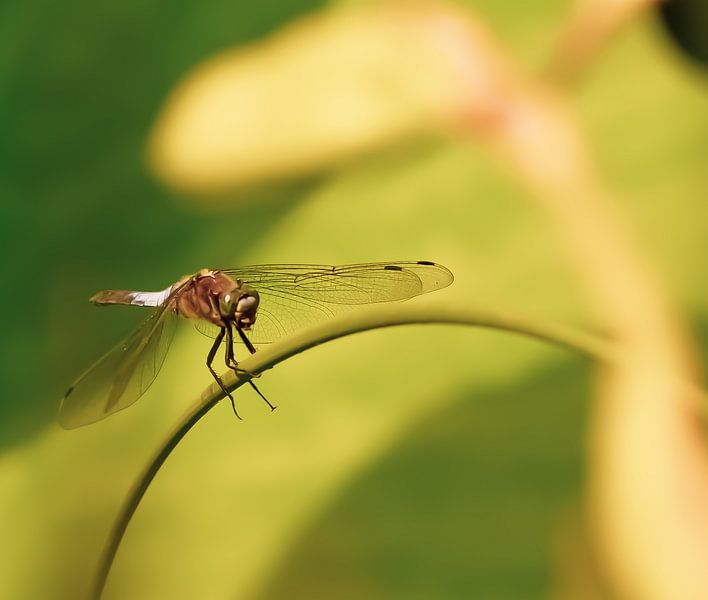 Flat belly vial (Libellula depressa) by Suzanna Lasalla