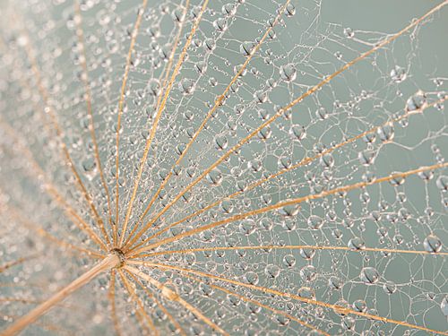 Close-up van druppeltjes hangend aan een pluisje