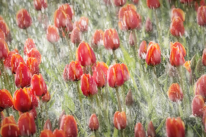 Tulpen worden beregend in de Noordoostpolder van Frans Lemmens