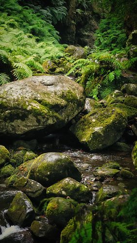 Jungle verte à Madère sur Chris Snoek