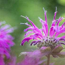 Indian nettle in purple by Julia Strube - graphics