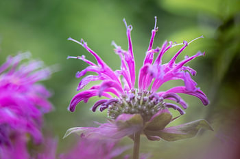 Indian nettle in purple