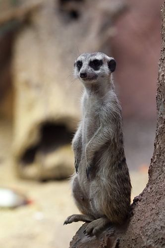 Watchful meerkat guards , an animal on a rock on a sandy background, meerkat Timon from the cartoon 