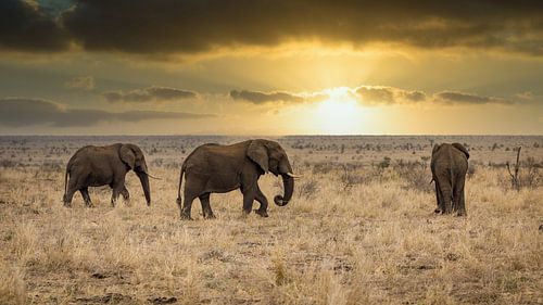 Elephants (Chordata)