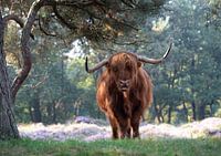Scottish Highlander