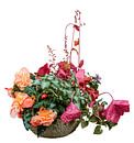Heuchera en begonia's in een plantenbak op een witte achtergrond van ManfredFotos thumbnail