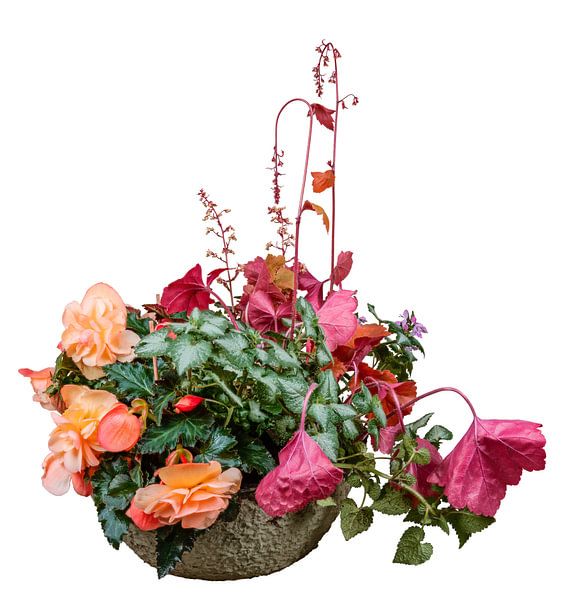 Heuchera en begonia's in een plantenbak op een witte achtergrond van ManfredFotos