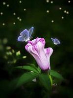 Light butterfly