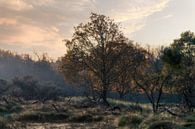 Landschap natuur in Nederland van Steven Dijkshoorn thumbnail