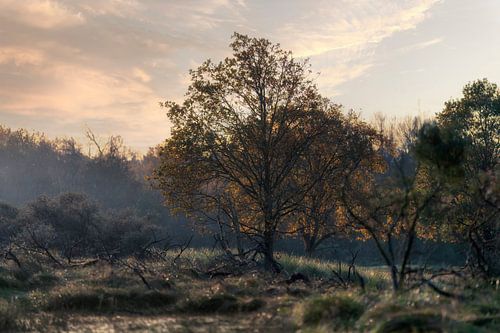 Landschap natuur in Nederland