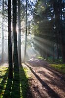 Mystical forest
