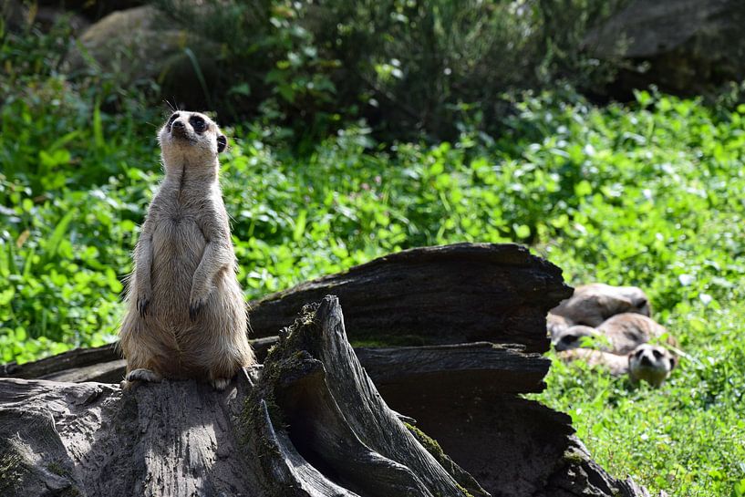 suricates par Corine Dekker