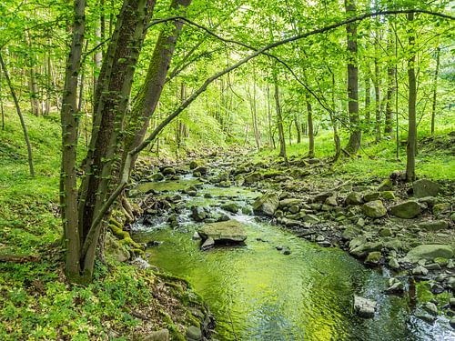 Printemps au bord d'un ruisseau dans une forêt de feuillus verdoyante II
