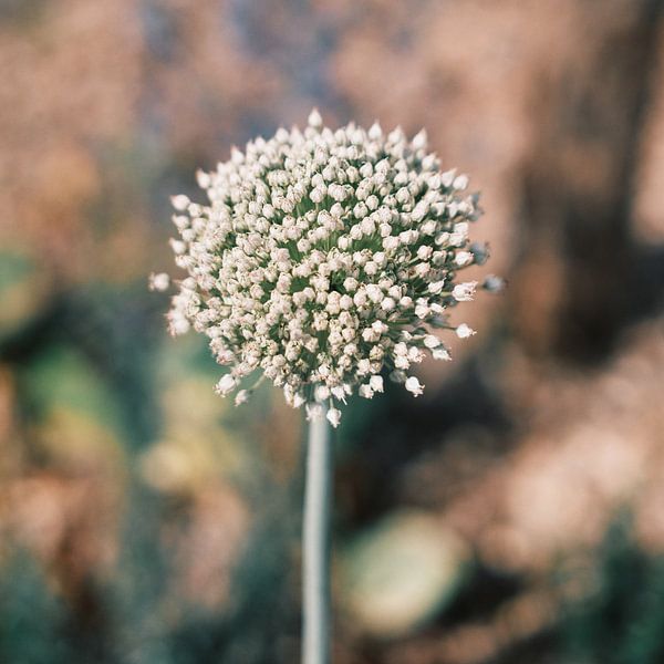 By the wayside No. 4 by Momentaufnahme | Marius Ahlers