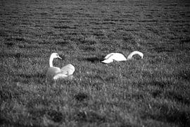 Deux cygnes dans une prairie de l'Emsland sur Bianca Meyering Fotos - BMF