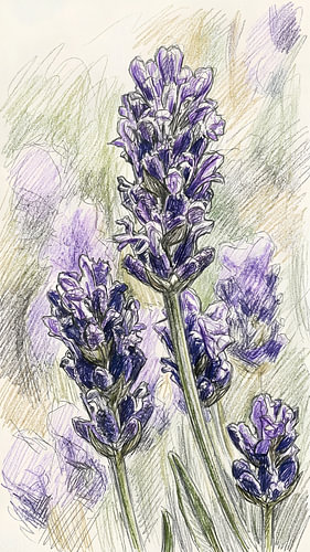LAVENDEL KRABBELKUNST POTLOODTECHNIEK - METALEN POSTER