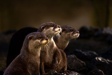 European Otter at zoo in the Netherlands by Bopper Balten