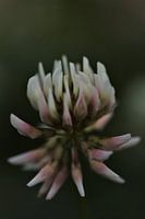 Clover