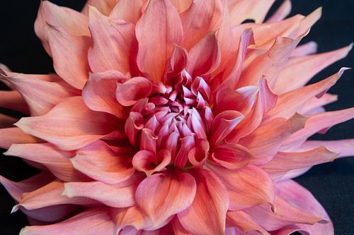 Dahlia
