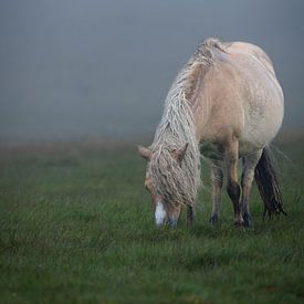 Dartmoor pony by Dirk Rüter