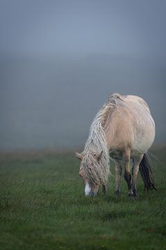 Dartmoor pony van Dirk Rüter