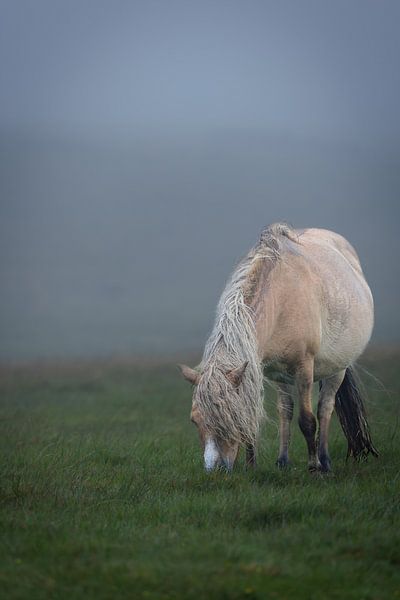 Dartmoor-Pony von Dirk Rüter