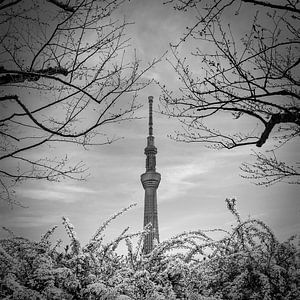 Legendärer Tokyo Skytree | monochrom