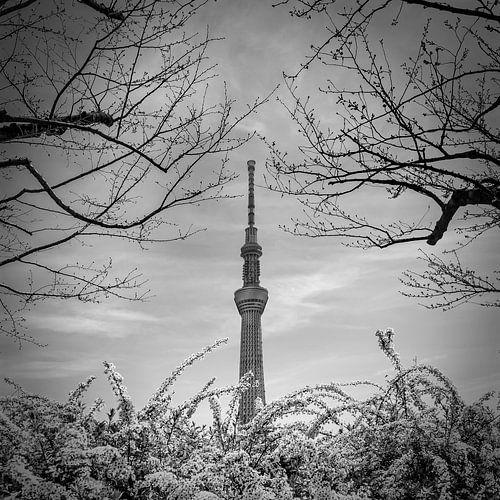Legendarische Tokyo Skytree | monochroom