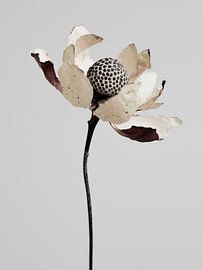 Stille Blüte