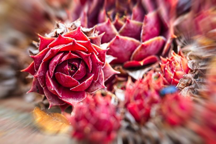 Red succulent by Rob Boon