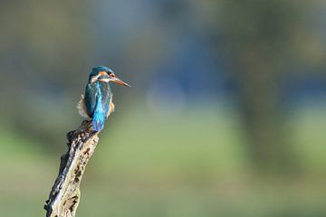 Mama Ijsvogel