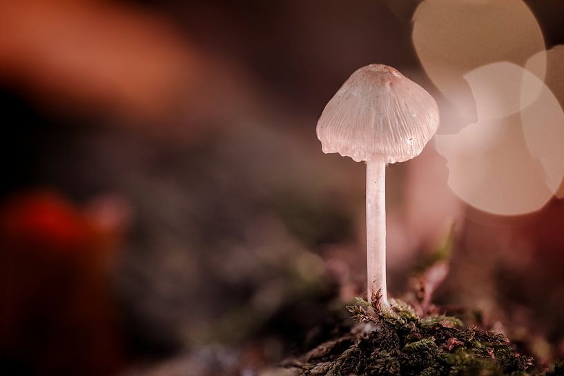 New life by van Veen Allround Photography