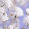 Het opengaande witte bloemetje van Marjolijn van den Berg