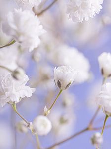 La fleur blanche qui s'ouvre sur Marjolijn van den Berg