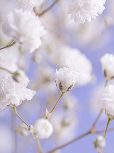 Het opengaande witte bloemetje