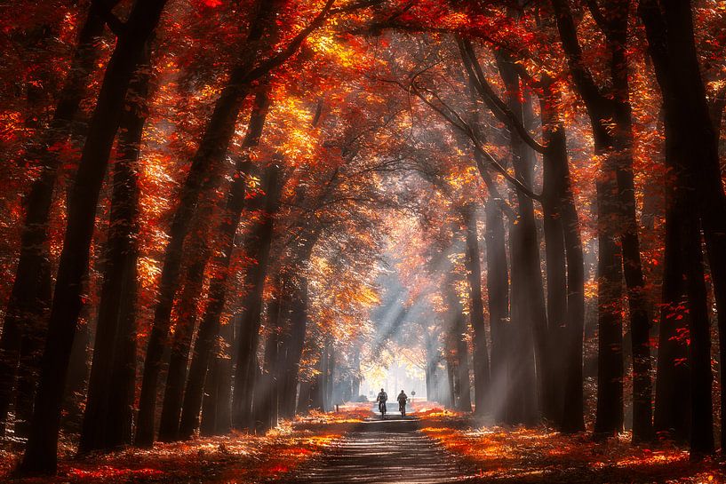 Herfst kleuren von Edwin Mooijaart